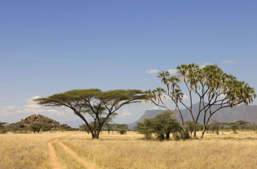 Samburu