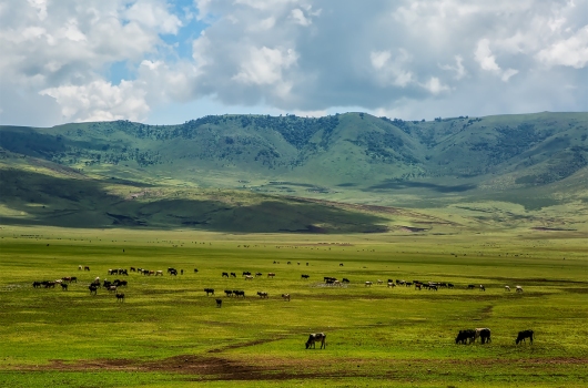 Ngorongoro